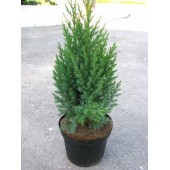 Можжевельник скайрокет